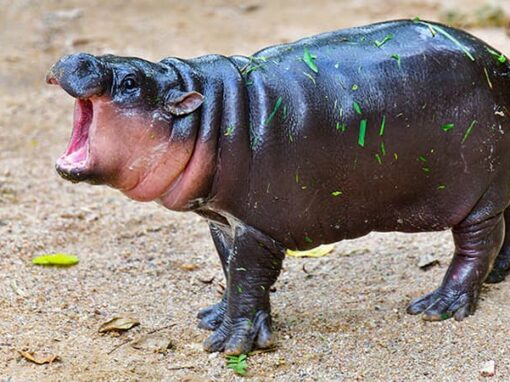 ชลบุรี 12-14 กุมภาพันธ์ 2026