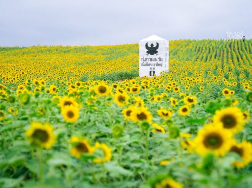 นครราชสีมา(โคราช) -7 มีนาคม 2026